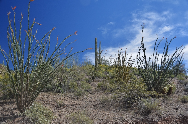 desert floor